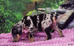 Catahoula Leopard Dog dogs for sale: Luna 2025 Female 3 - Image 2