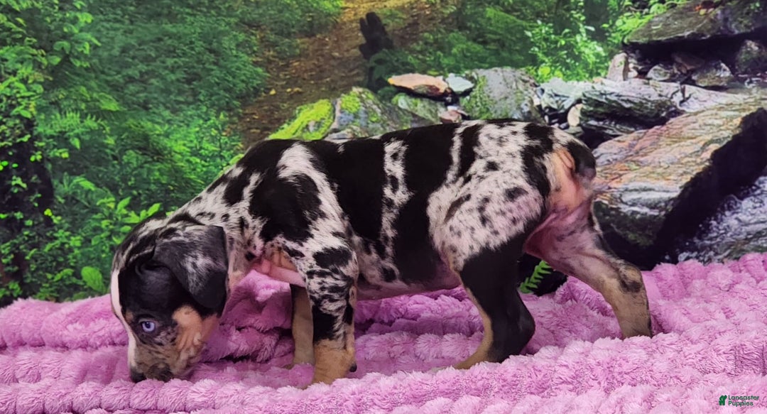 Catahoula Leopard Dog dogs for sale: Luna 2025 Female 3 - Image 2