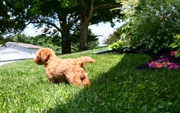 Mini Goldendoodle dogs for sale: Lucy - Image 3