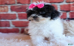 Bichpoo dogs for sale: Baby Doll - Image 17