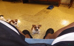 Jack Russell Terrier dogs for sale: Fillmore - Image 25