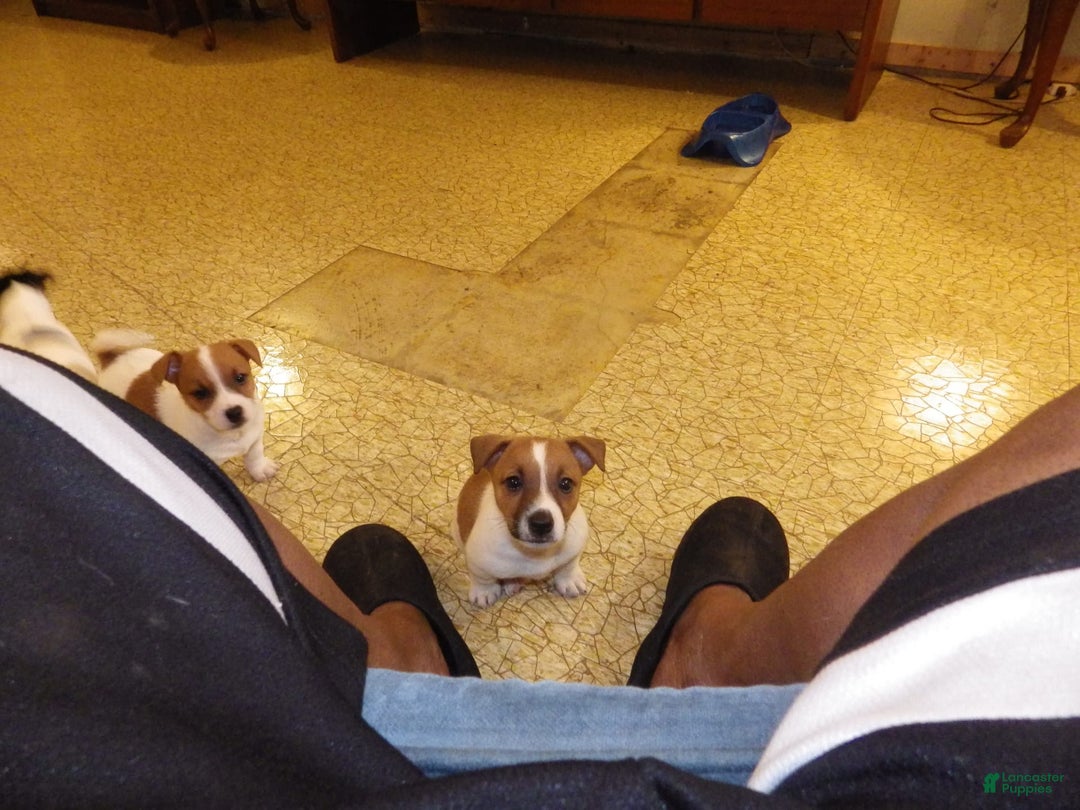 Jack Russell Terrier dogs for sale: Fillmore - Image 25