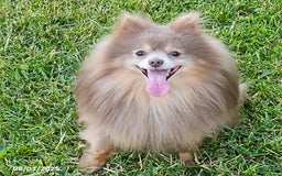 Pomeranian dogs for sale: Rosa - Image 6