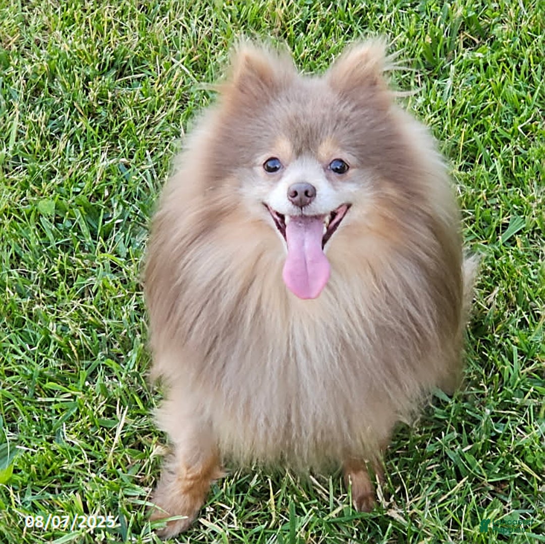 Pomeranian dogs for sale: Rosa - Image 6