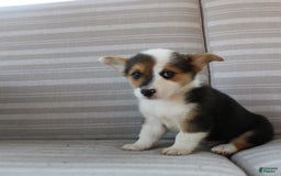 Welsh Corgi Pembroke dogs for sale: Leo - Image 11