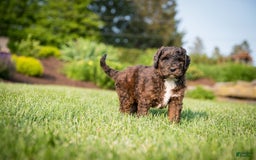 Goldendoodle dogs for sale: Shooter - Image 8