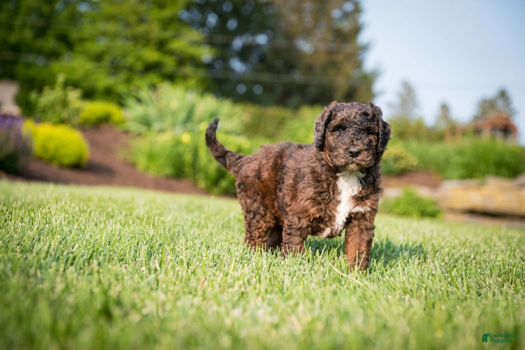 Goldendoodle dogs for sale: Shooter - Image 8