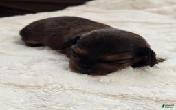 Dachshund dogs for sale: Thor - Image 5
