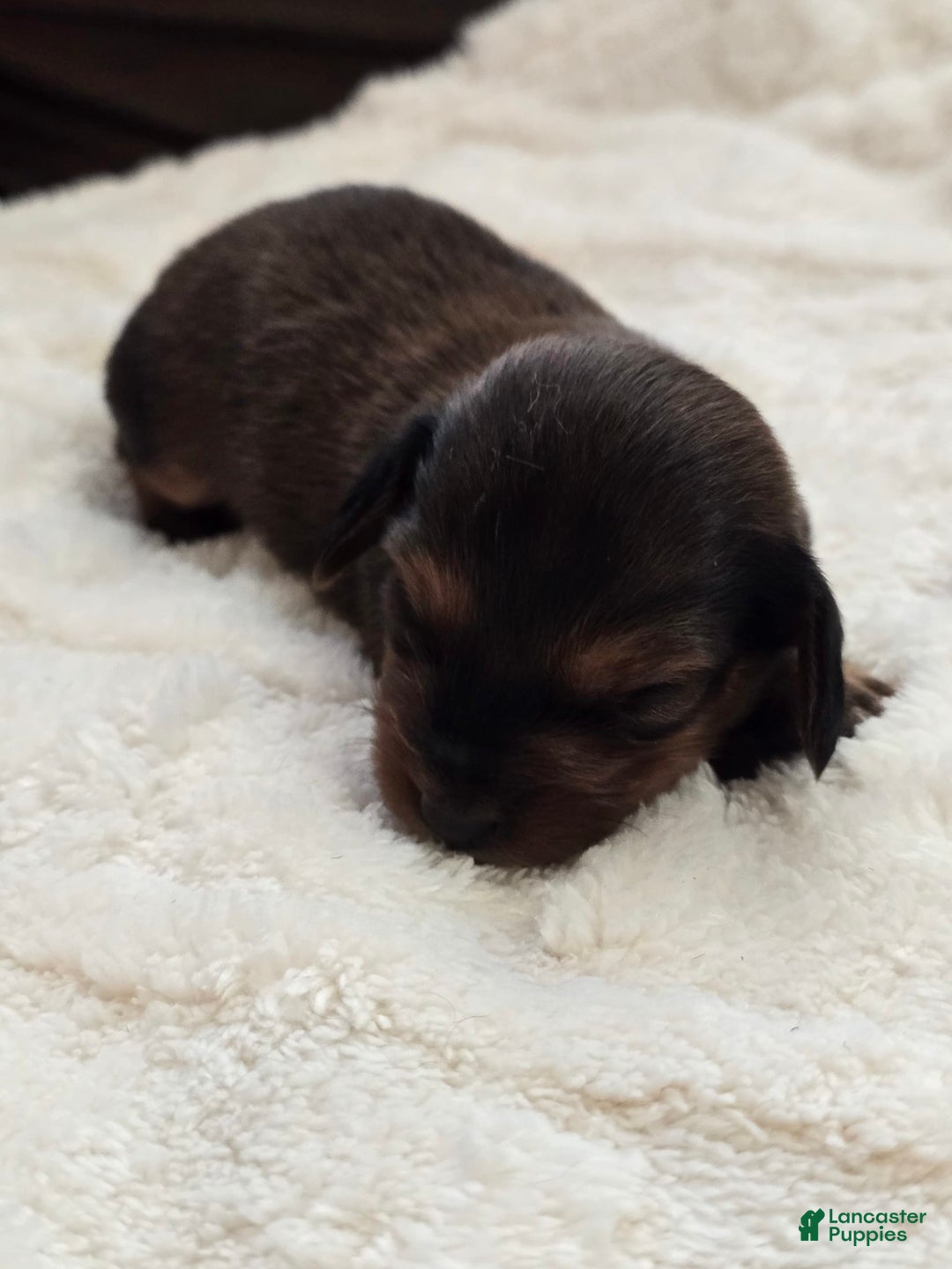 Dachshund dogs for sale: Thor - Image 5