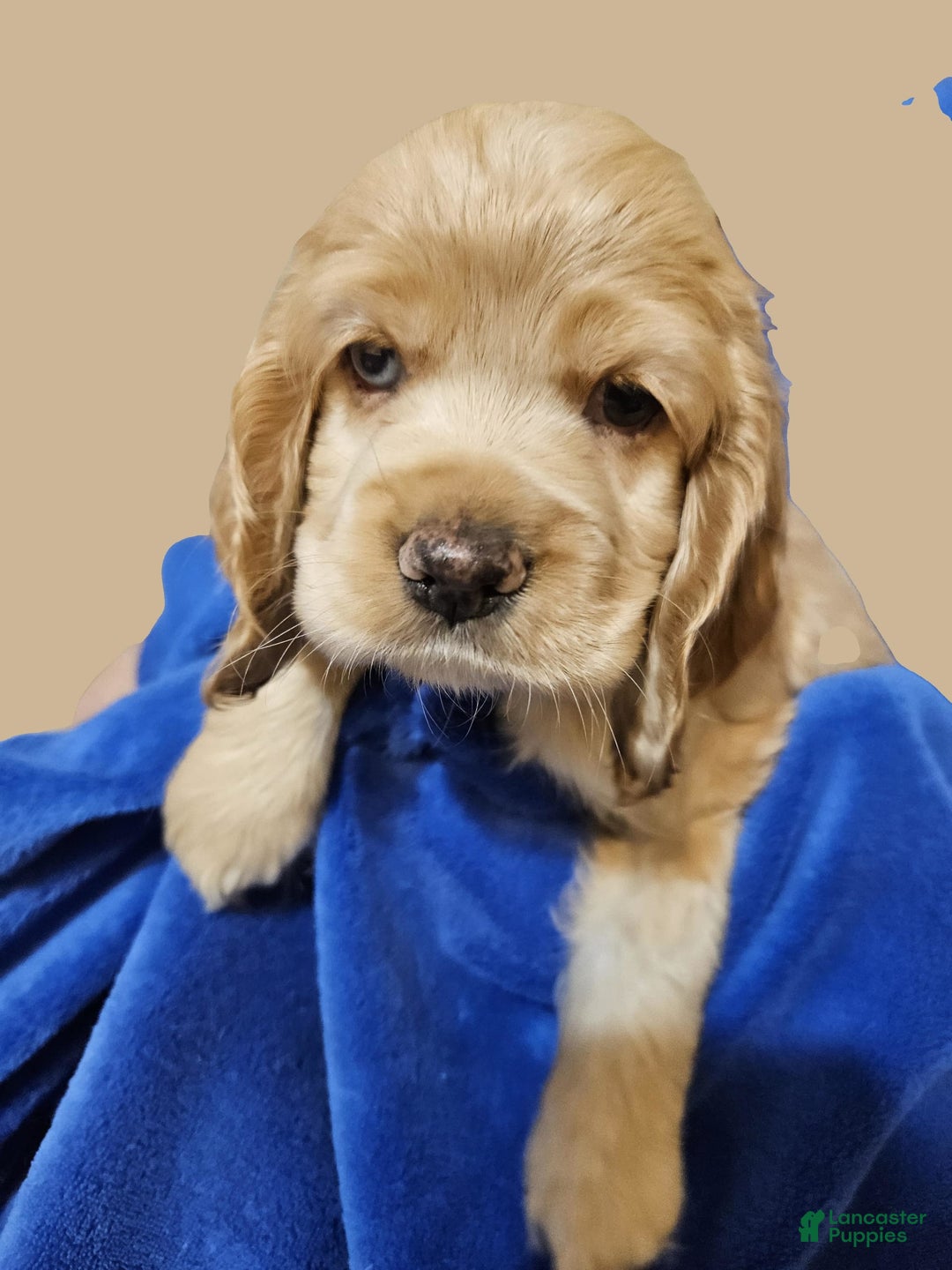 Cocker Spaniel dogs for sale: Sunshine - Image 2
