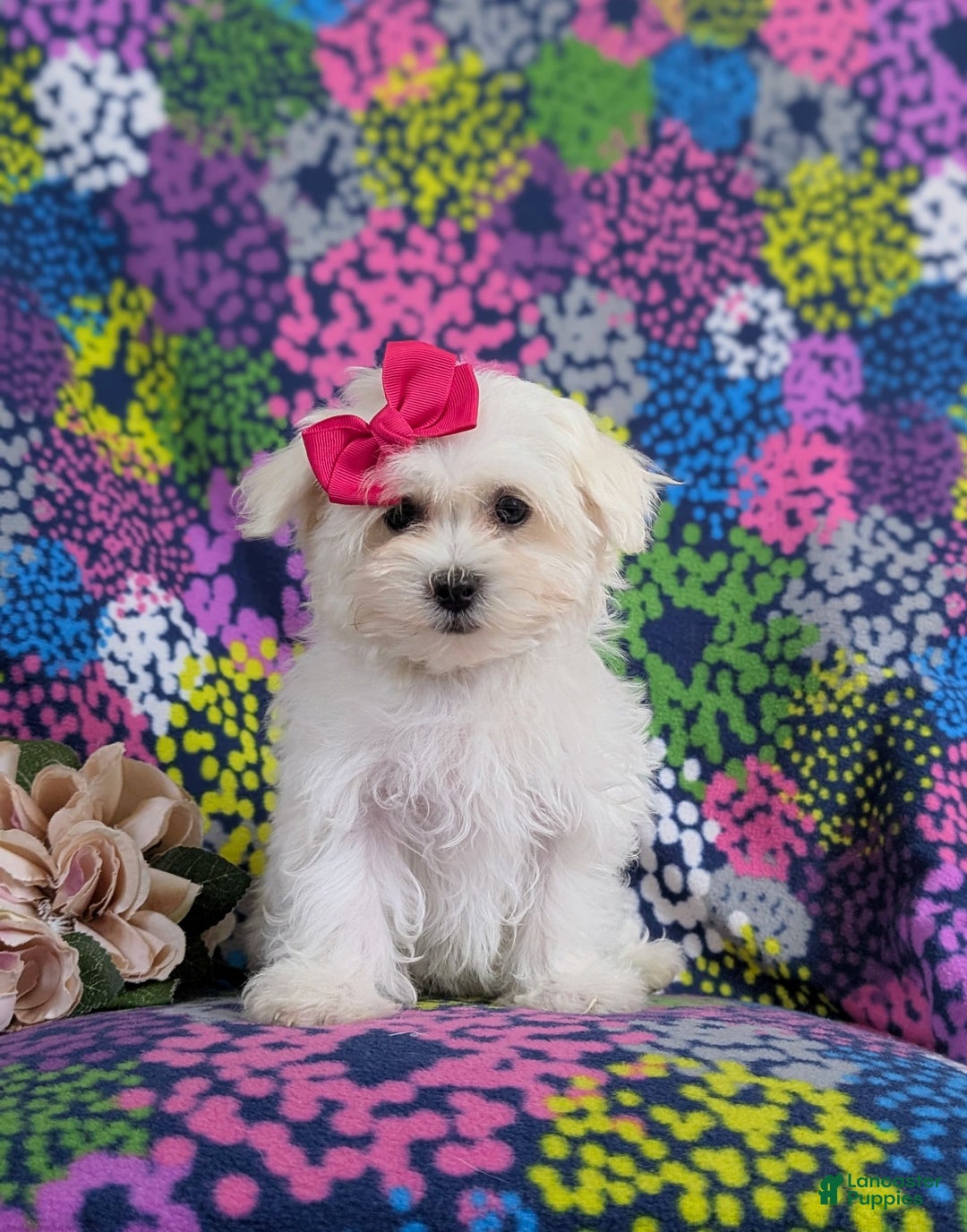 Maltese dogs for sale: Claudette Akc - Image 6