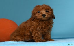 Miniature Poodle dogs for sale: Monty - Image 1