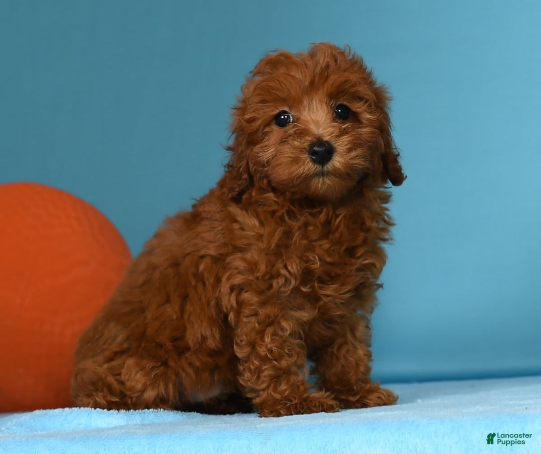 Miniature Poodle dogs for sale: Monty - Image 1
