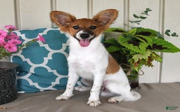 Papillon dogs for sale: Pongo - Image 4