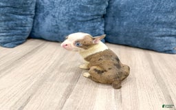 Boston Terrier dogs for sale: Ace - Image 4