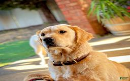 Golden Retriever dogs for sale: Alex - Image 3