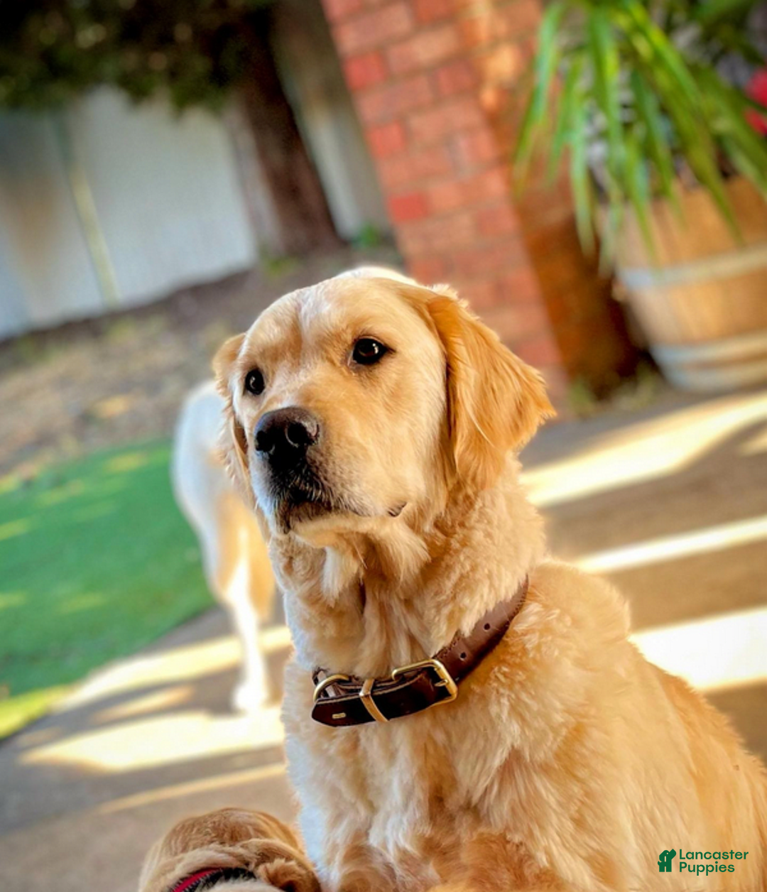 Golden Retriever dogs for sale: Alex - Image 3
