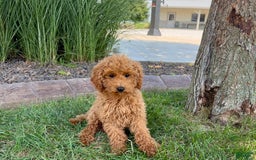 Cockapoo dogs for sale: Terry - Image 8