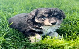 Mini Aussiedoodle dogs for sale: Baxter - Image 7