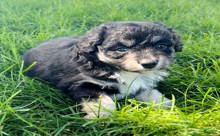 Mini Aussiedoodle dogs - Advert 40