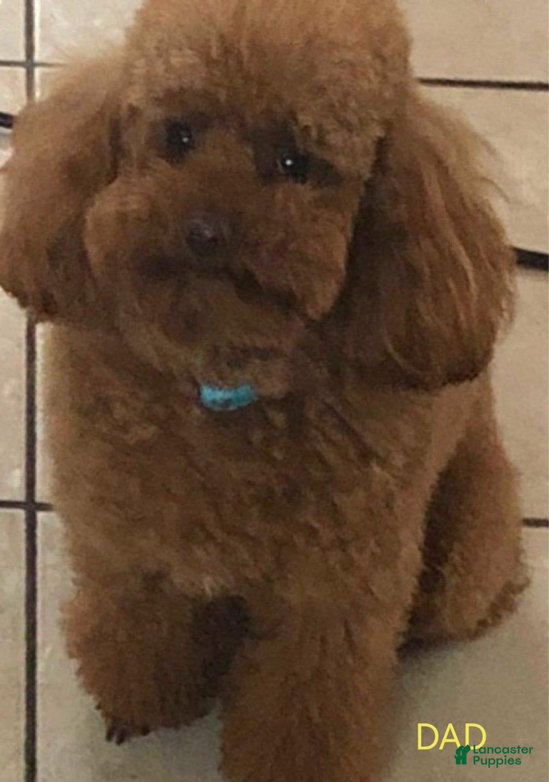 Maltipoo dogs for sale: Greg - Image 5