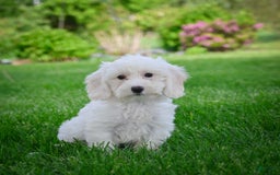 Bichpoo dogs for sale: Baba - Listing for pets: Baba, Biko, Buddy, Bo, Benny, Barry, Betty - Image 1