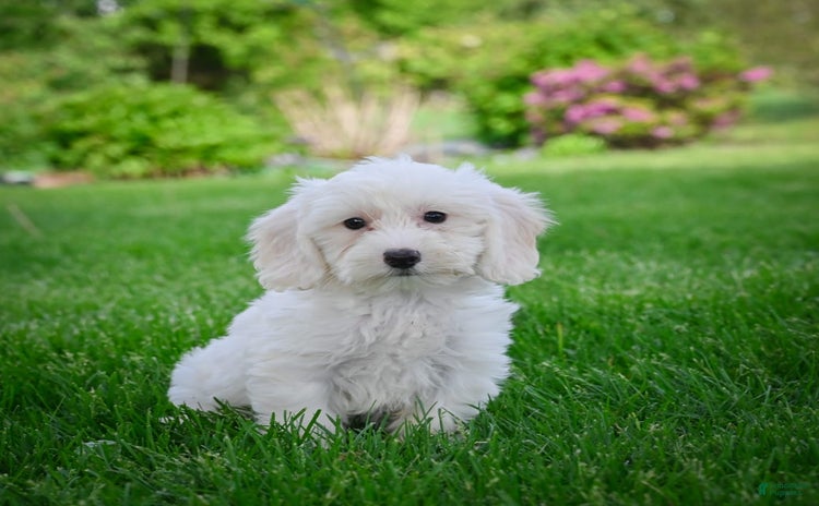 Bichpoo dogs - Advert 14