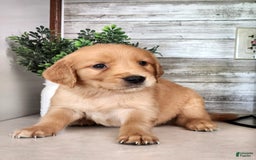 Golden Retriever dogs for sale: Dan - Image 2