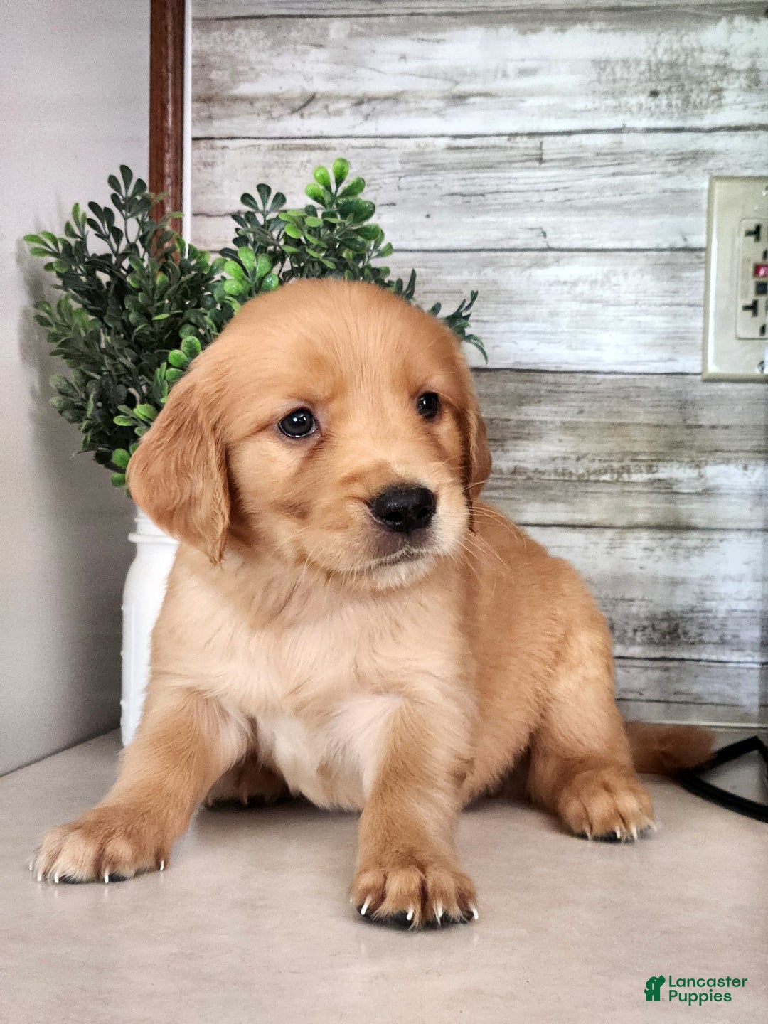Golden Retriever dogs for sale: Dan - Image 2