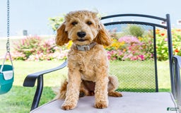 Goldendoodle dogs for sale: Charlotte - Image 6