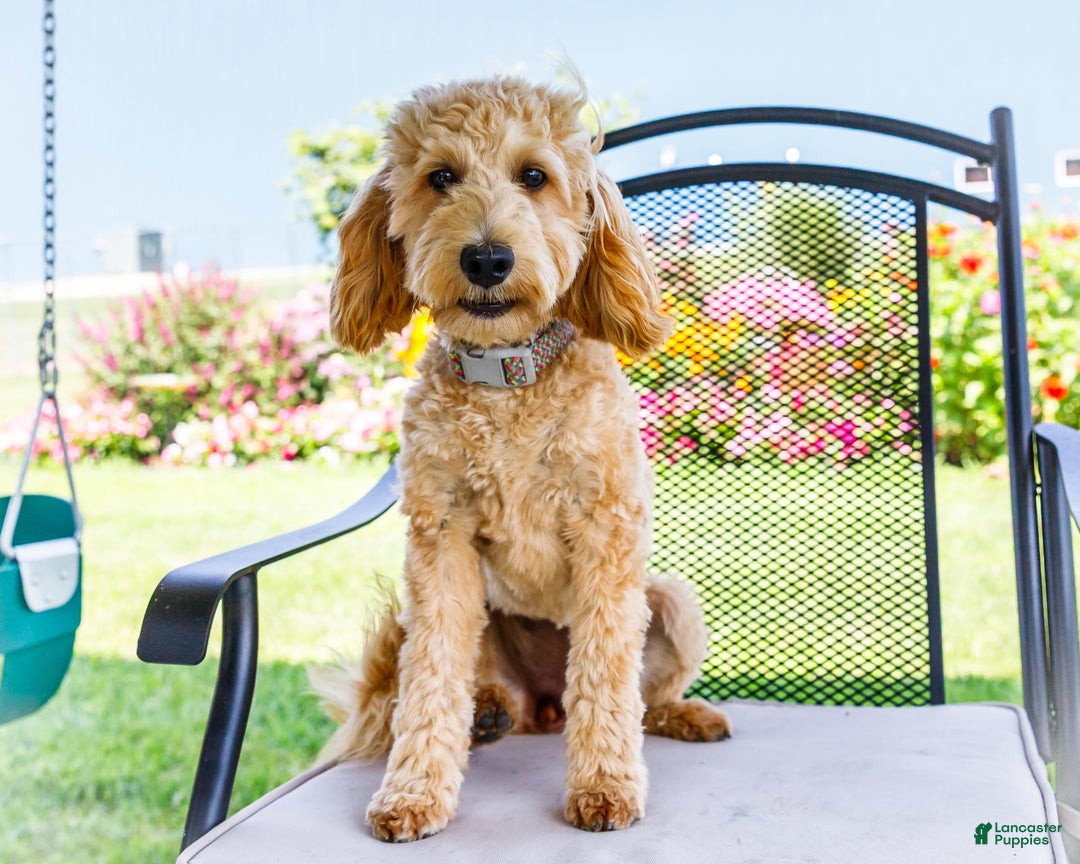 Goldendoodle dogs for sale: Charlotte - Image 6