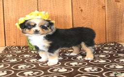 Miniature Australian Shepherd dogs for sale: Dozer - Image 5