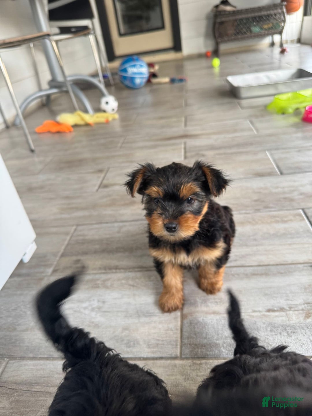 Yorkshire Terrier dogs for sale: Female / Yellow Collar - Image 2