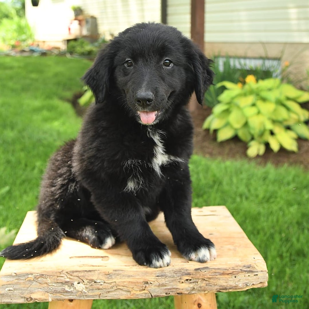 Australian Shepherd dogs for sale: Bella - Image 15