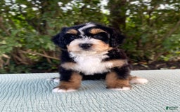 Bernedoodle dogs for sale: Albert - Image 2