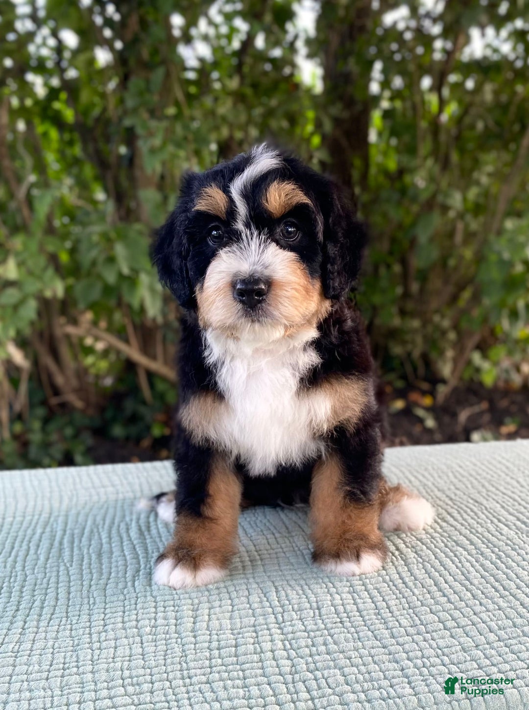 Bernedoodle dogs for sale: Albert - Image 2