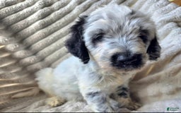 Dalmatian dogs for sale: Emmett - Image 2