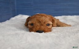 Cavapoo dogs for sale: Cavapoo 6 puppies - Image 17