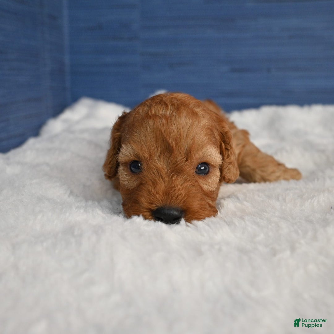 Cavapoo dogs for sale: Cavapoo 6 puppies - Image 17