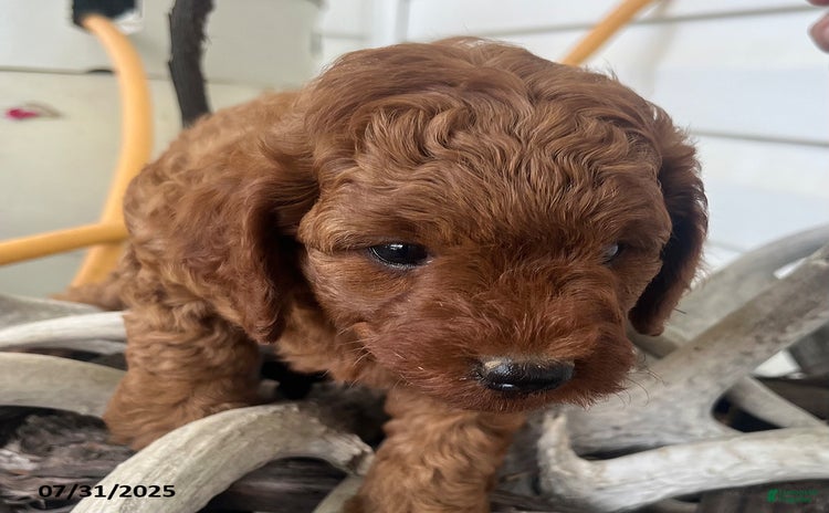 Mini Goldendoodle dogs for sale - Ad 3