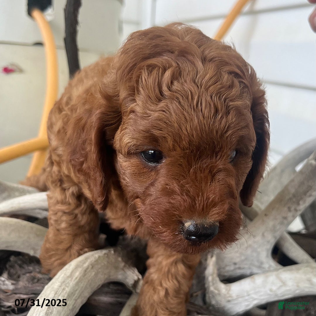Mini Goldendoodle dogs for sale: Zeus - Image 1