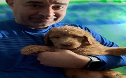 Goldendoodle dogs for sale: Luna - Image 23