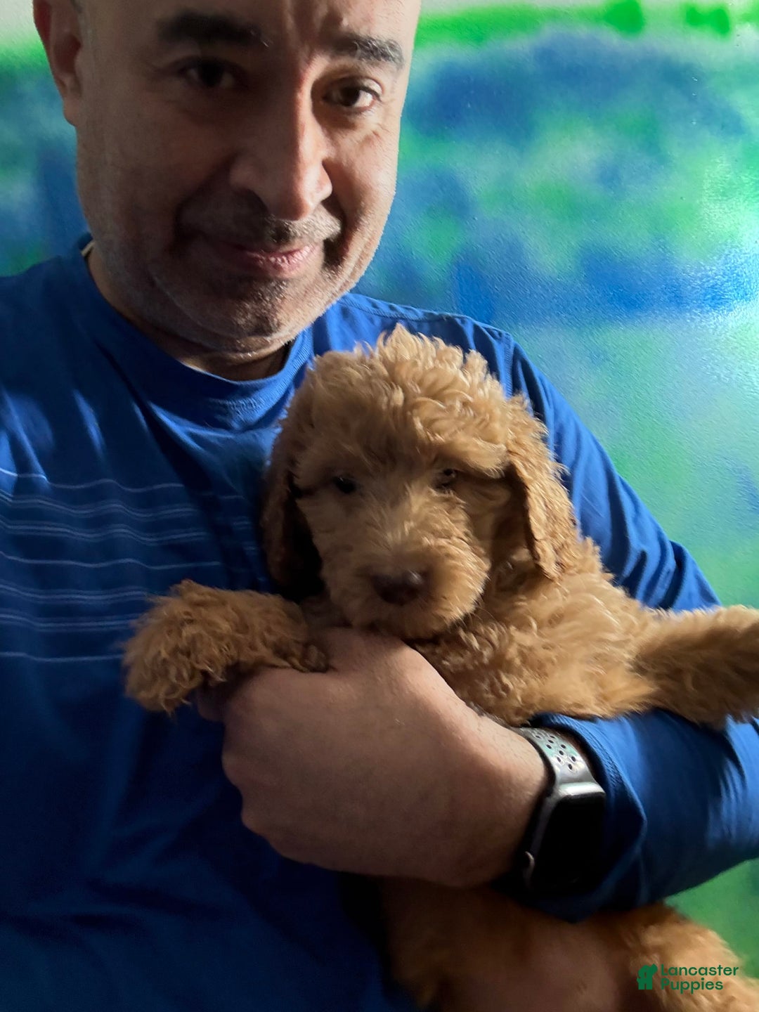 Goldendoodle dogs for sale: Luna - Image 23