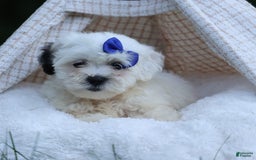 Shihpoo dogs for sale: Captain - Image 7