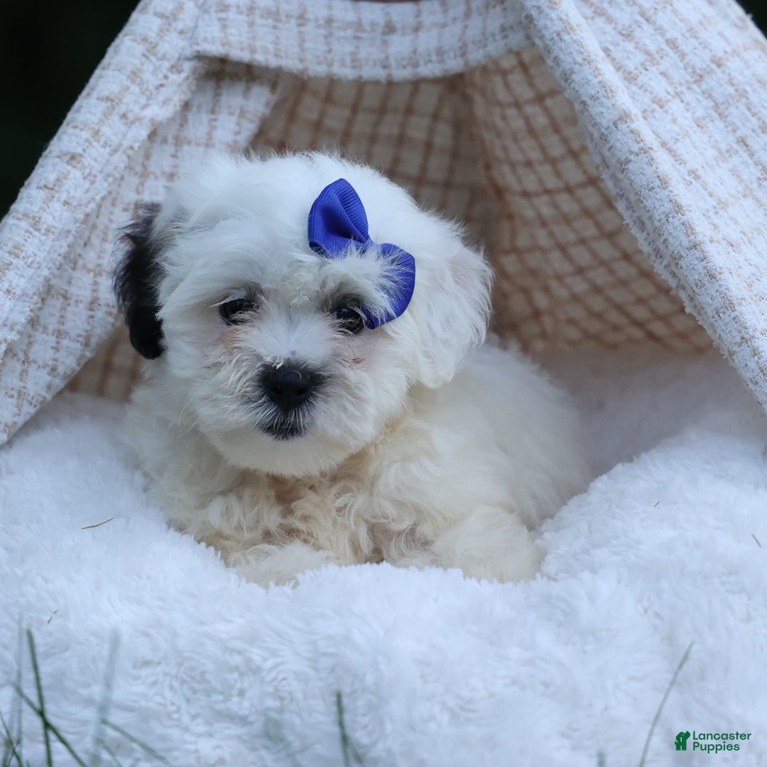 Shihpoo dogs for sale: Captain - Image 7
