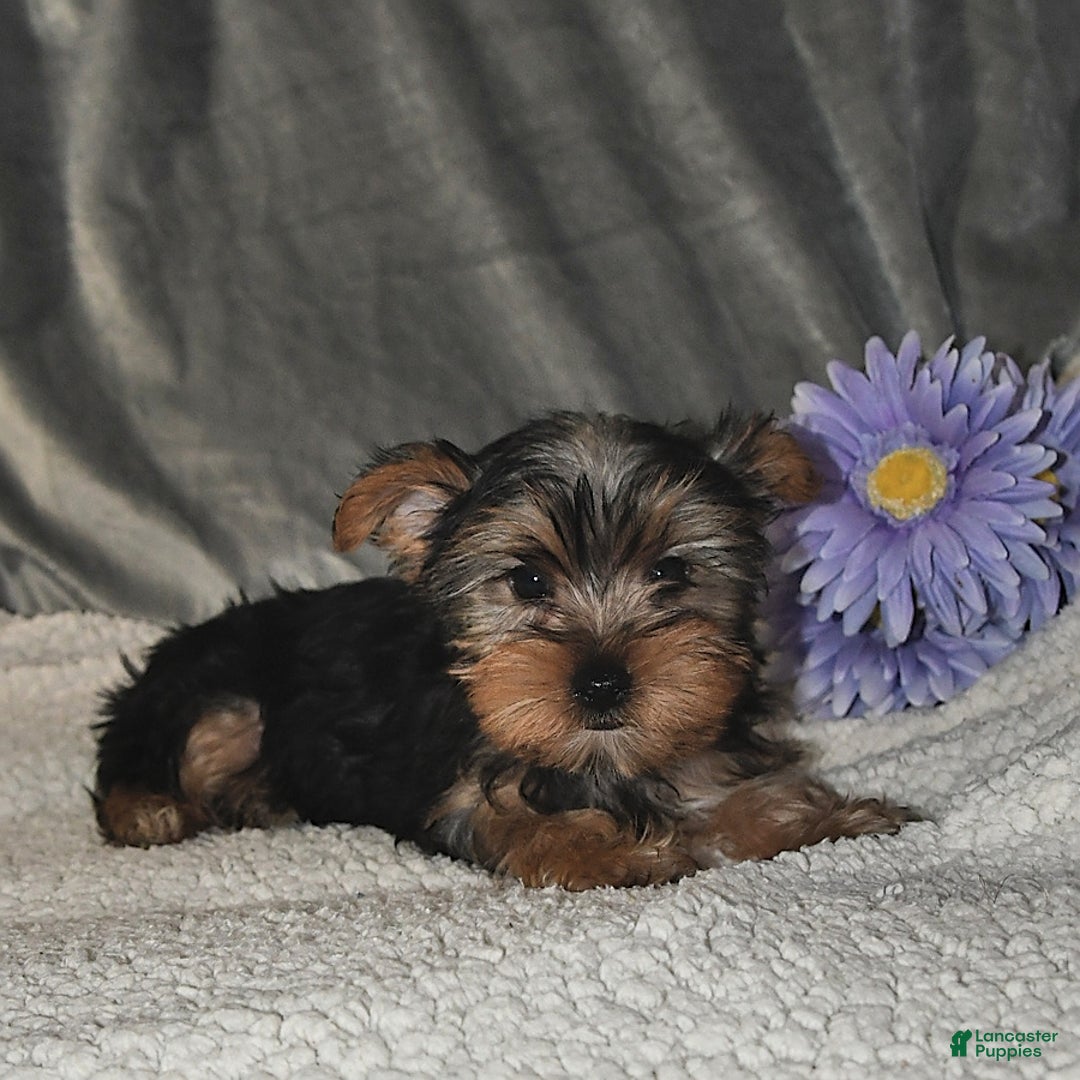 Yorkshire Terrier dogs for sale: Max - Image 3