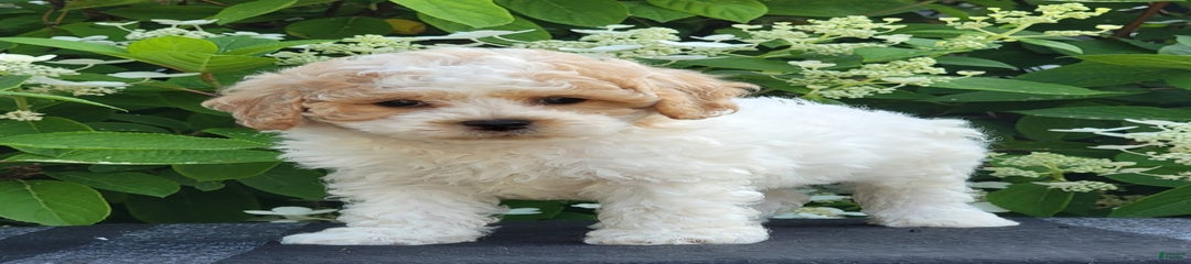 Jet