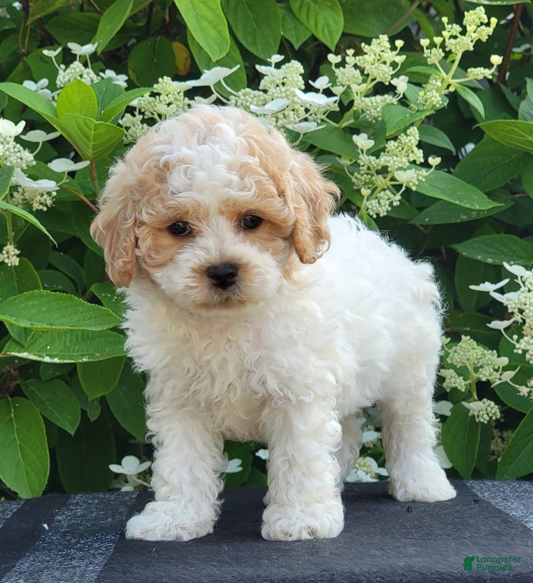 Bichpoo dogs for sale: Jet - Image 2