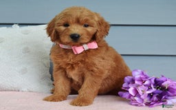Goldendoodle dogs for sale: Cassie - Image 8