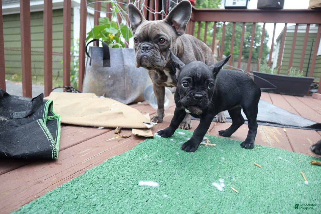 French Bulldog dogs for sale: Tiny - Image 3